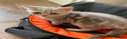 British Shorthair cats for sale: British Blue Shorthair Silver Tabby kittens - Advert 15