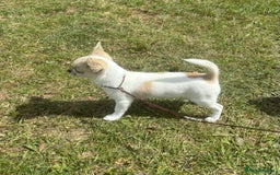 Chihuahua dogs for sale: *Parti Crufts Qualified Champion sired* in Cambridge - Image 10