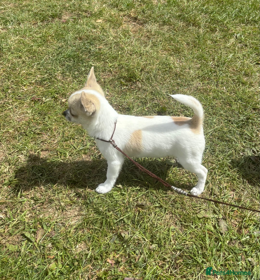 Chihuahua dogs for sale: *Parti Crufts Qualified Champion sired* in Cambridge - Image 10