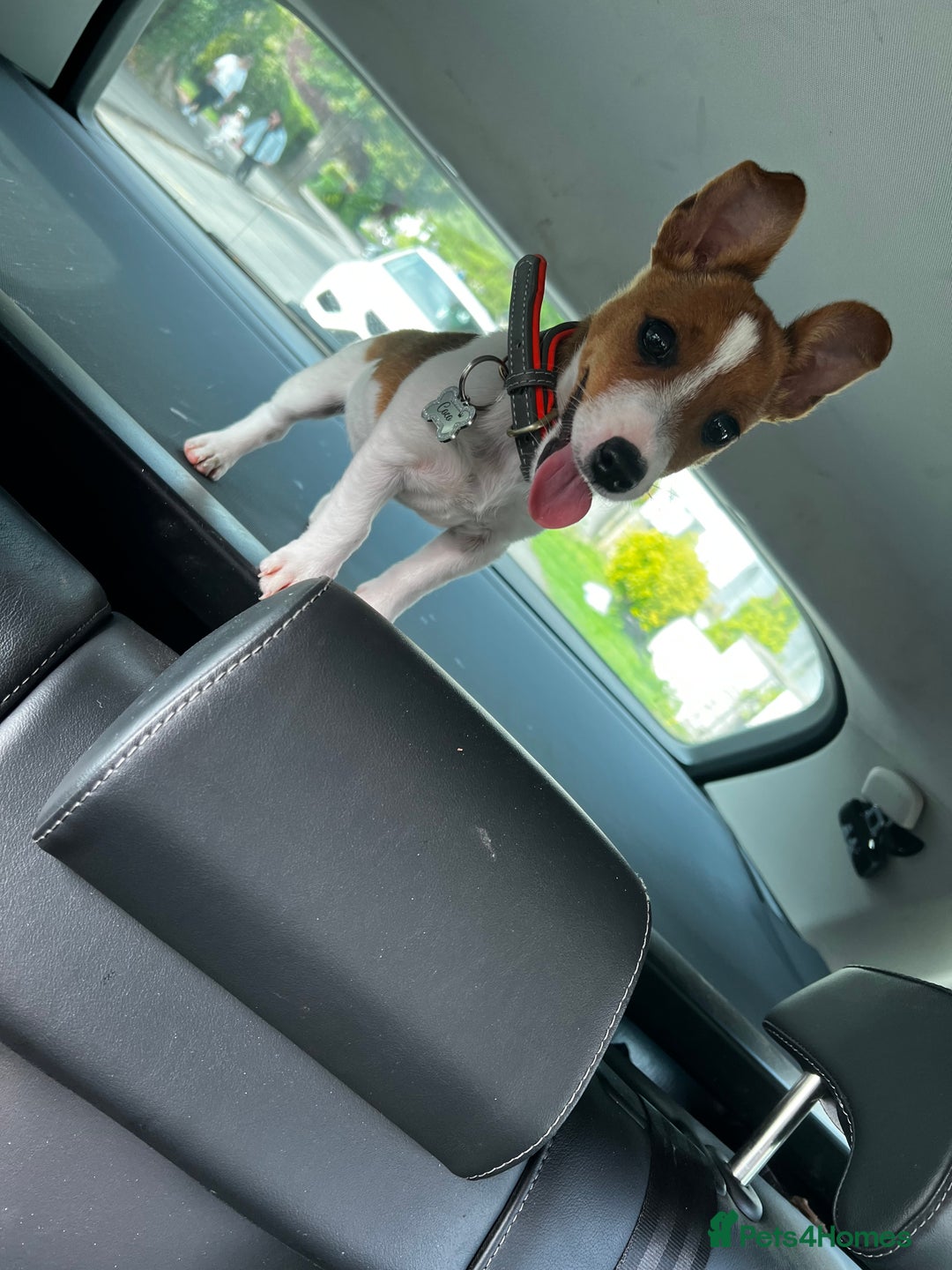 Mixed Breed dogs for sale: For sale 6 Months old Jack Russell  - Advert 6
