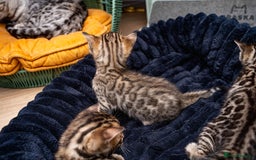 Bengal cats for sale: BABETTE-LAST available girl from the litter-TICA  - Image 20