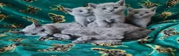 Russian Blue cats for sale: Stunning Russian Blue Kittens - Purebreed   - Advert 5