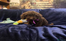 Cockapoo dogs for sale: Chocolate Cockapoo Puppies for Sale - Image 11