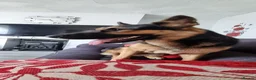 German Shepherd dogs for sale: Loving Home Wanted for 4yr Old German Shepherd  in Swansea - Advert 7
