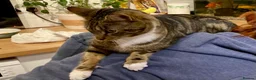Domestic Shorthair cats for adoption: Buddy & Beau - Advert 7