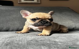 French Bulldog dogs for sale: KC wonderful French Bulldog puppies🐾 - Image 18