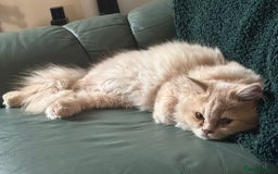 Persian cats for sale: Persian kittens - Image 9