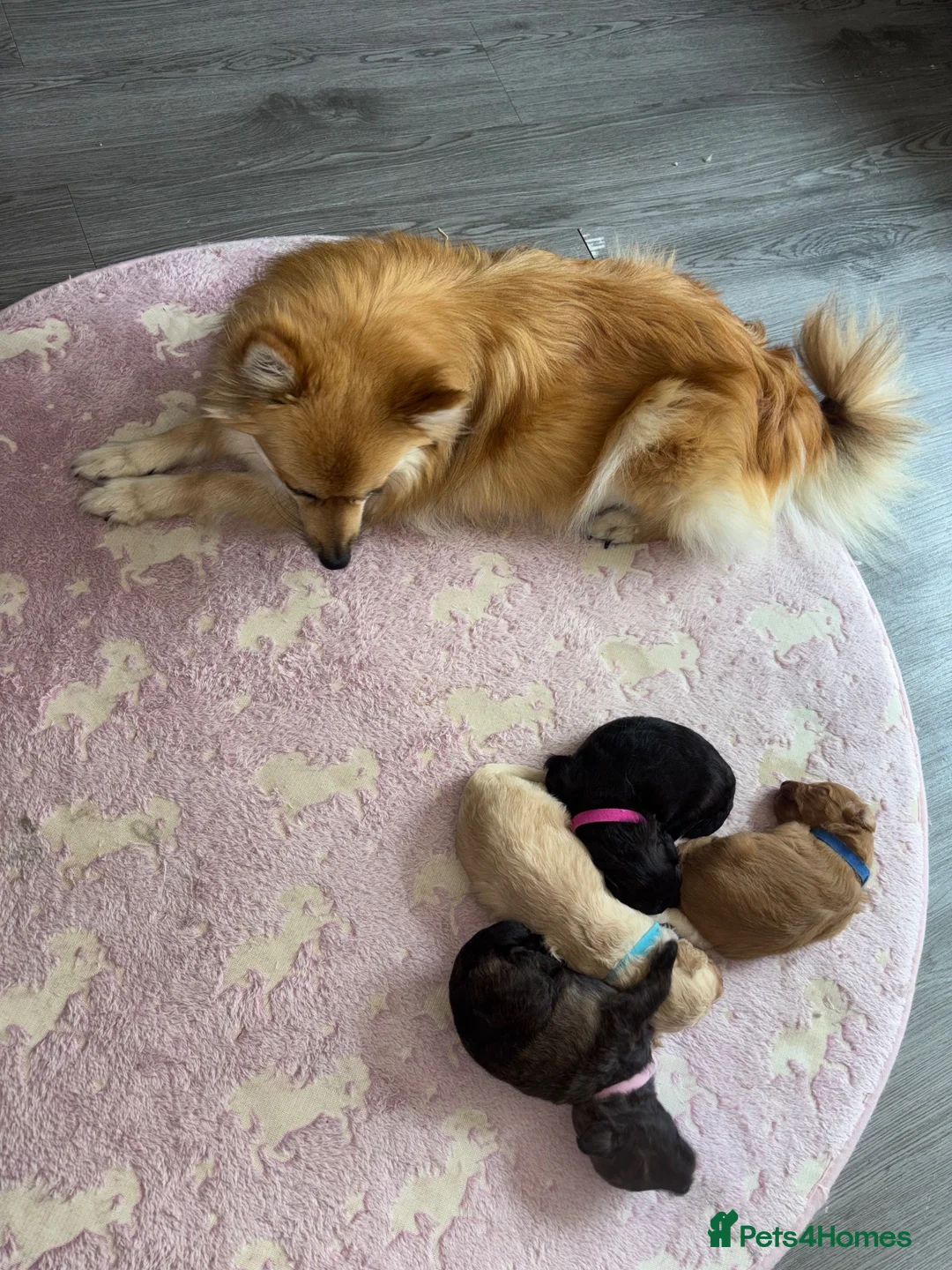 Mixed Breed dogs for sale: Gorgeous Spitzpoo Puppies 🐶 - Advert 2