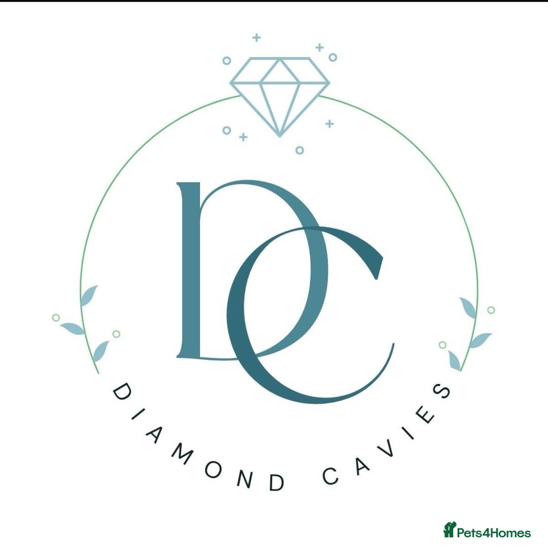 Guinea Pig rodents for sale: MANY PUREBRED PERUVIAN & ALPACA PIGS AVAILABLE ❤️ - Advert 1