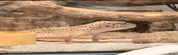 Gecko reptiles for sale: Leopard gecko in Brighton - Advert 6