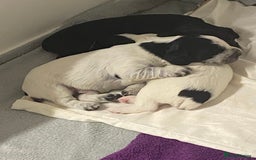 Cocker Spaniel dogs for sale: Working cocker spaniels - Image 10