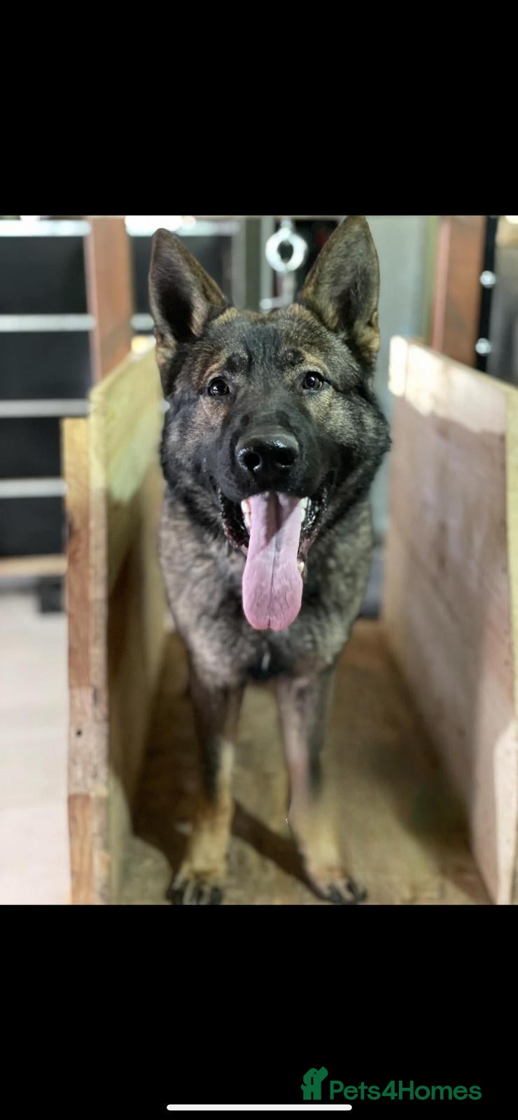 German Shepherd dogs German Shepherd GSD working line  - Advert 6