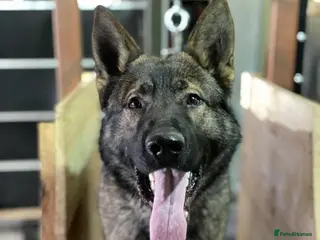 German Shepherd dogs German Shepherd GSD working line - Advert 1