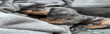 Miniature Dachshund 5