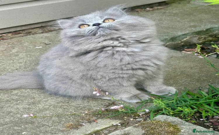 British Shorthair cats - Advert 15