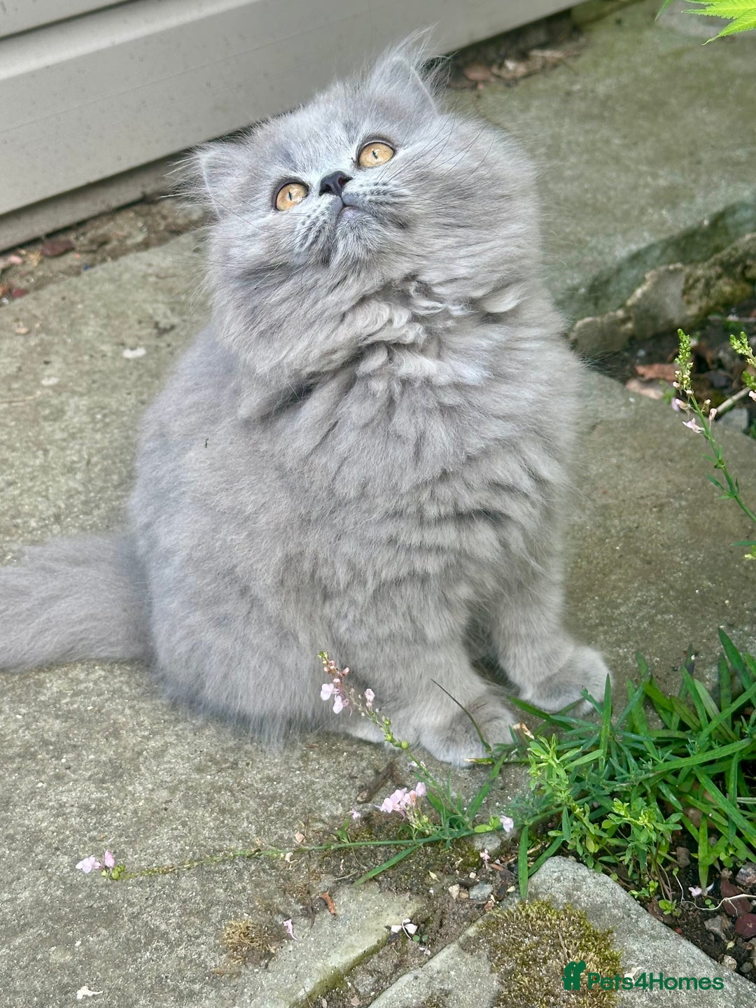 British Shorthair cats for sale: REDUCED - Image 12