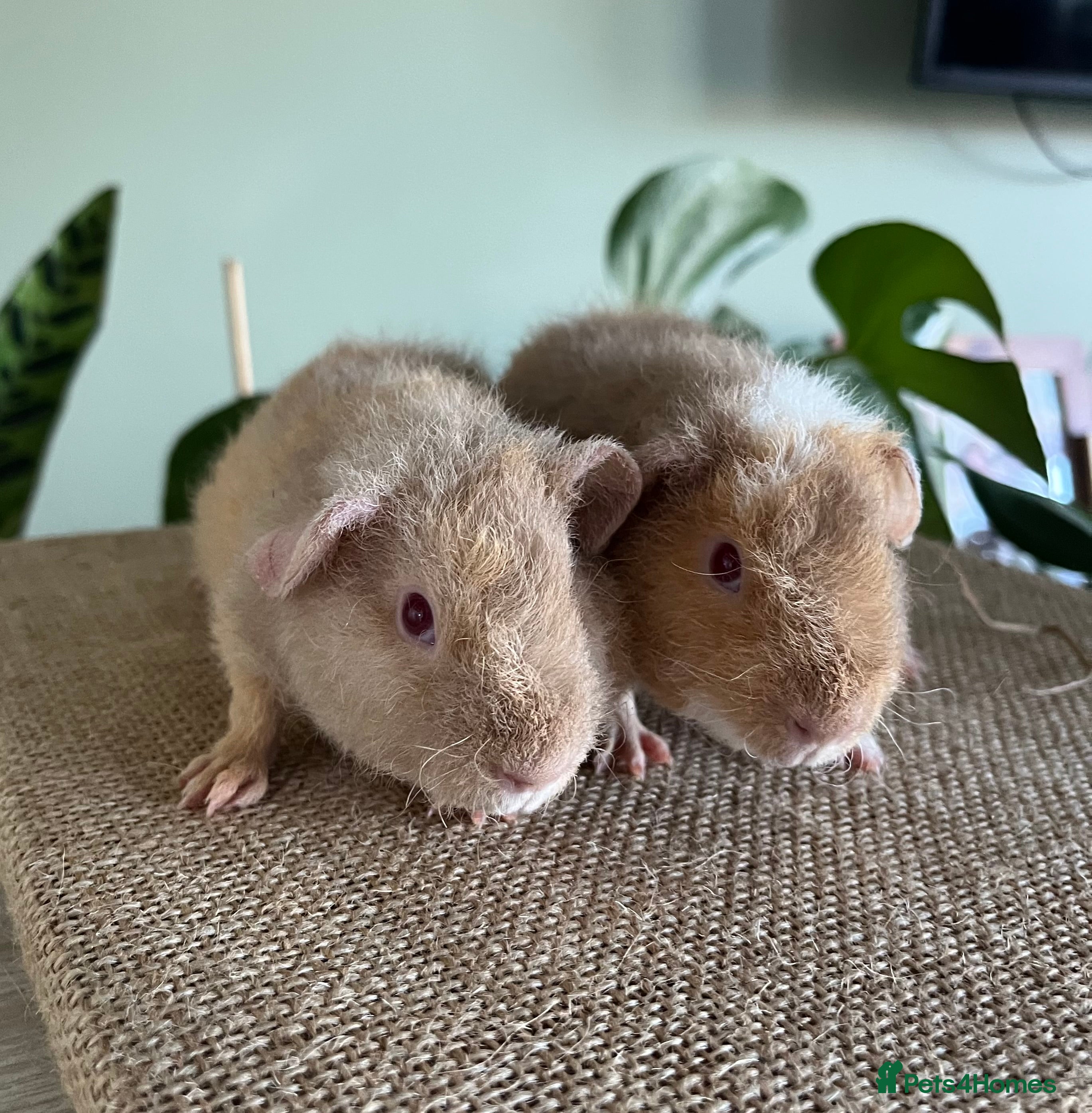 Guinea Pig rodents Purebred Teddy Boys - Advert 6