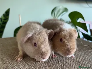 Guinea Pig rodents Purebred Teddy Boys - Advert 6