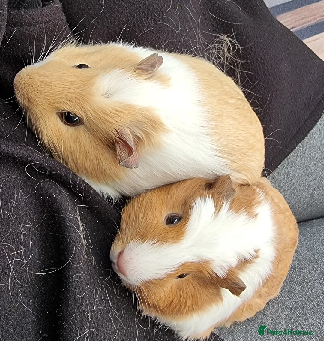 Guinea Pig rodents for sale: 6 Healthy Young Guineas for sale  - Advert 5