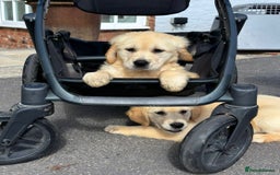 Golden Retriever dogs for sale: 🤩 (Ready to go) Traditional Golden retrievers 🤩 in Market Rasen - Image 4