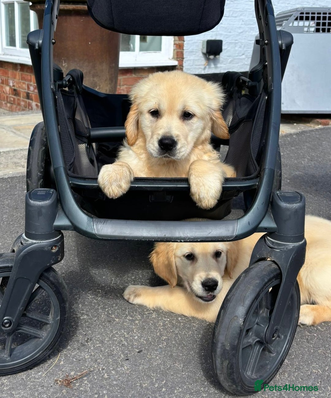 Golden Retriever dogs for sale: 🤩 (Ready to go) Traditional Golden retrievers 🤩 in Market Rasen - Image 4