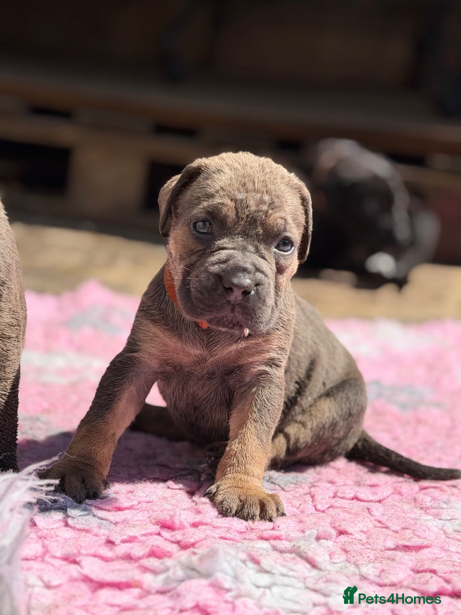 Cane Corso dogs 🐾 Balestra Magica Corso – Litter “K” 🐾 - Advert 2