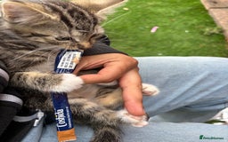 Mixed Breed cats for sale: 3 cute kittens ready for new home - Image 8