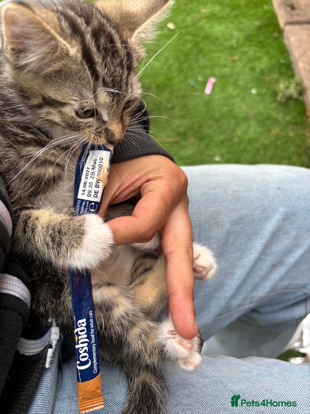 Mixed Breed cats for sale: 3 cute kittens ready for new home - Image 8