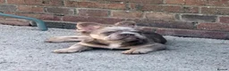 French Bulldog dogs for sale: French bulldog fluffy Isabelle tan - Advert 2