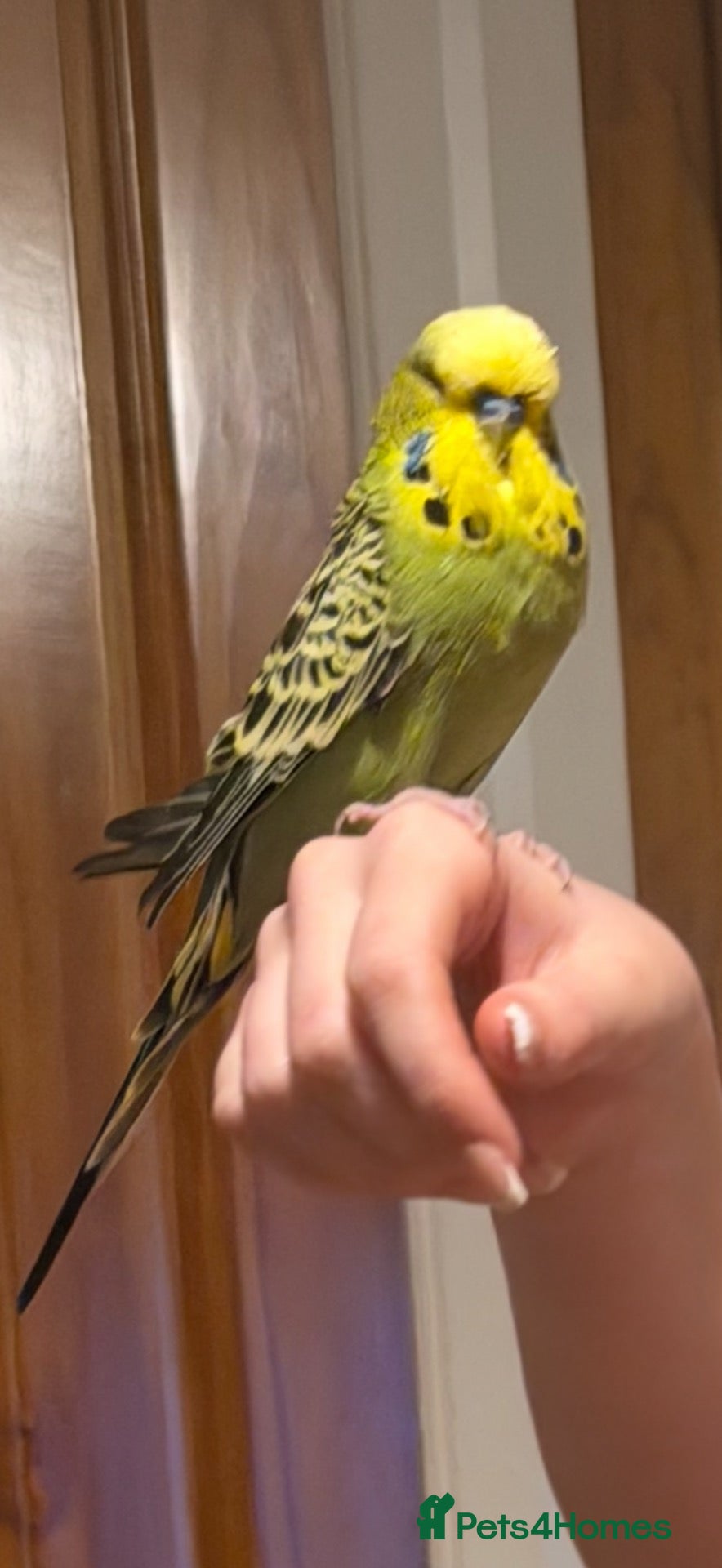 Budgerigars birds Wilson the budgie ( VERY TAME)  - Advert 2