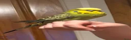 Budgerigars birds for sale: Wilson the budgie ( VERY TAME)  - Advert 4
