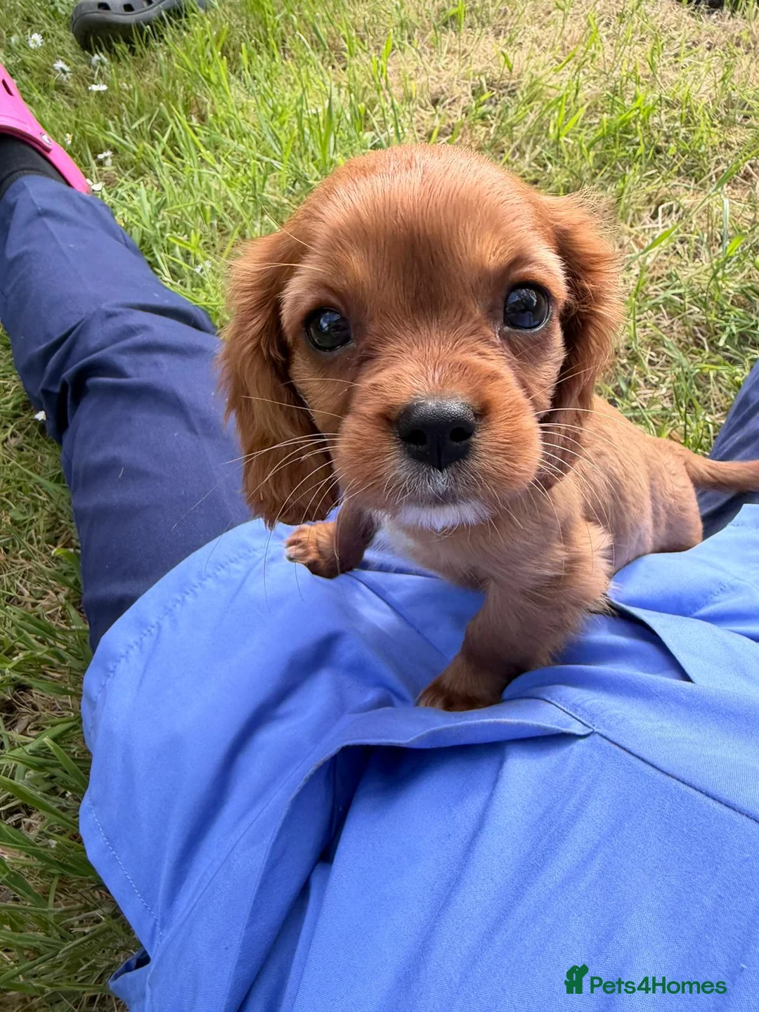 Cavalier King Charles Spaniel dogs for sale: Cutest king charles cavalier puppies - Advert 2