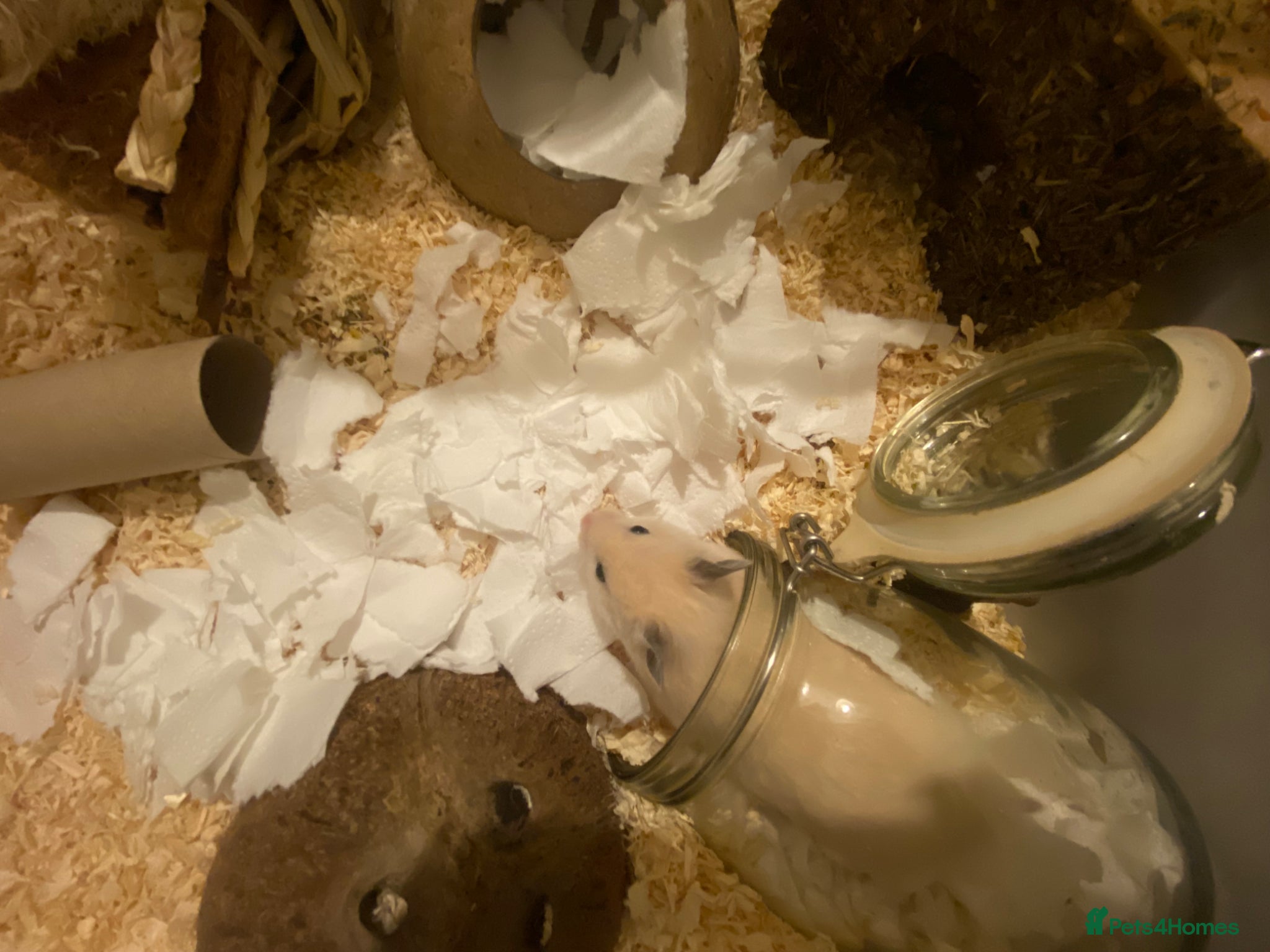 Hamster rodents for sale: Female Syrian Hamster Rehome in Great Yarmouth - Advert 7