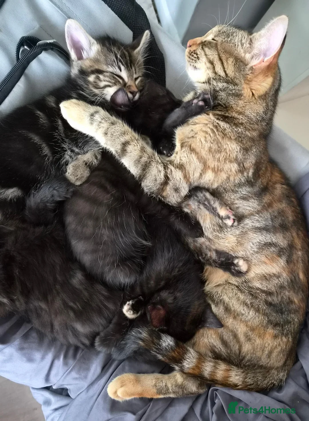 Mixed Breed cats for sale: 🐾 Two Beautiful Mixed-Bengal Girls - £250 PAIR 🐾 - Advert 2