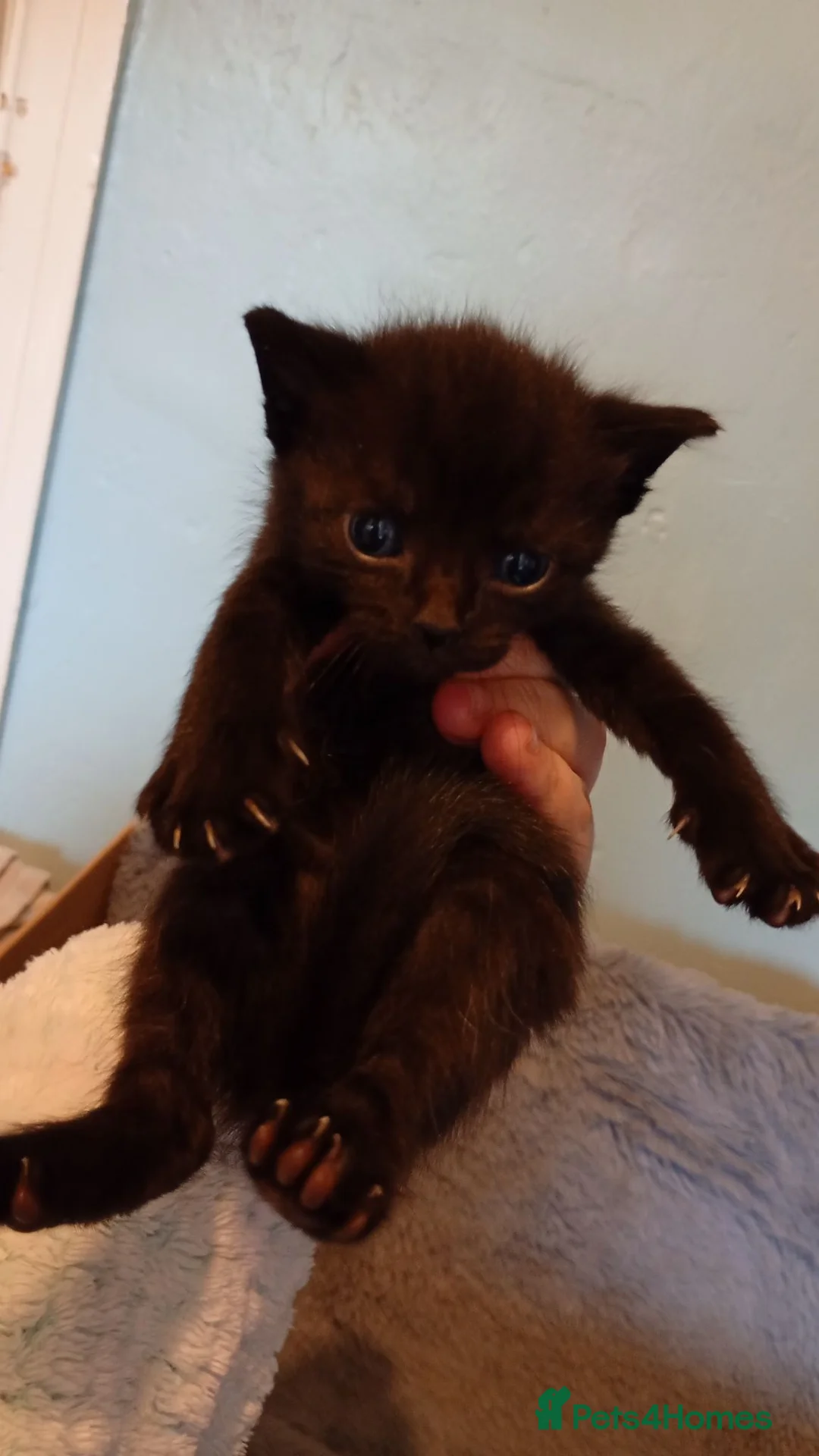Mixed Breed cats for sale: Gorgeous black/brown kitten for rehoming  - Advert 2