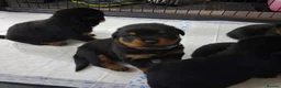Rottweiler dogs for sale: Powerhouse Rottweiler Puppies–Bold And Impressive in Norwich - Advert 10