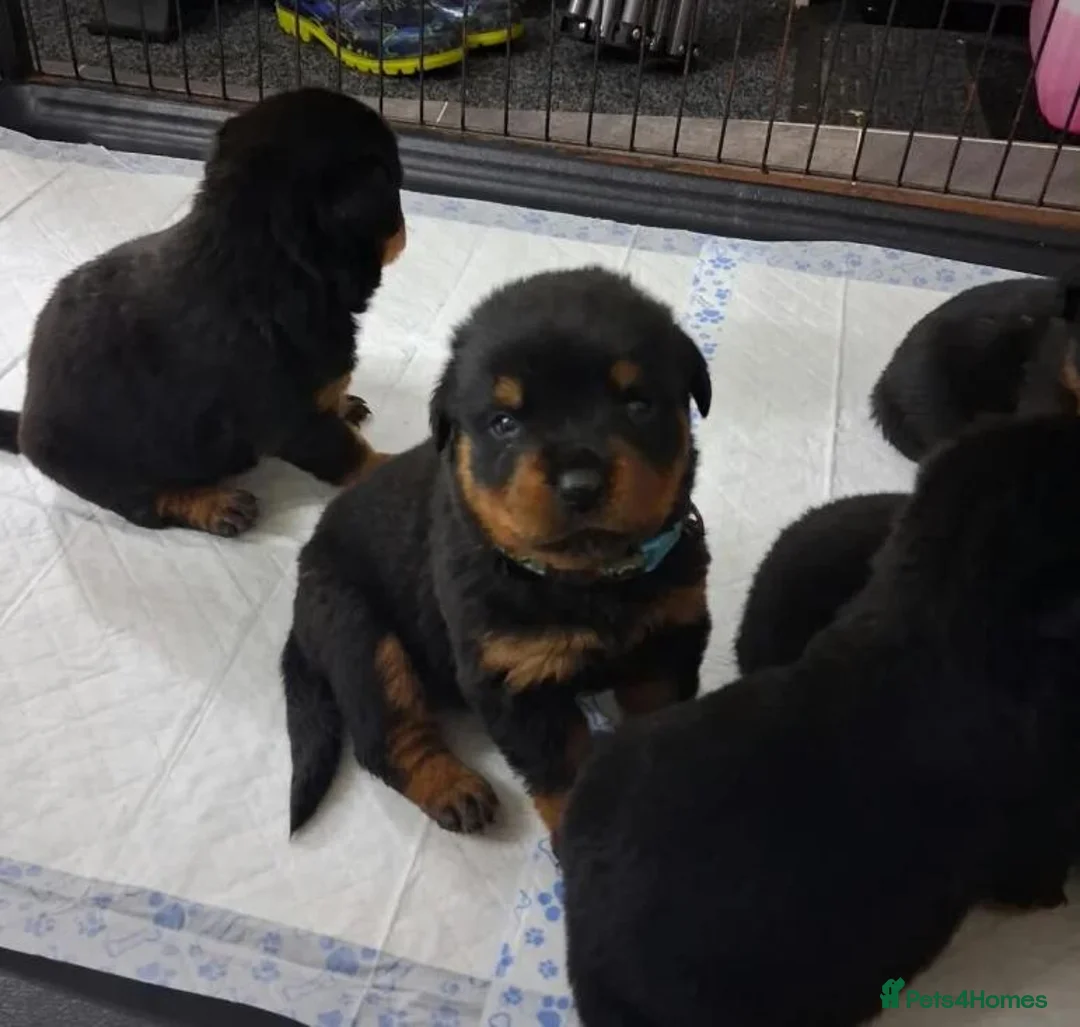 Rottweiler dogs for sale: Powerhouse Rottweiler Puppies–Bold And Impressive in Norwich - Advert 10