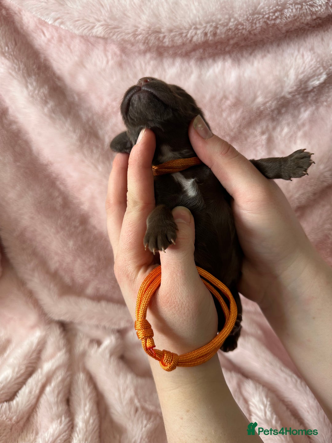 Cocker Spaniel dogs for sale: Cocker Spaniel Pups - Solid & Roan - Farlavale - Advert 23