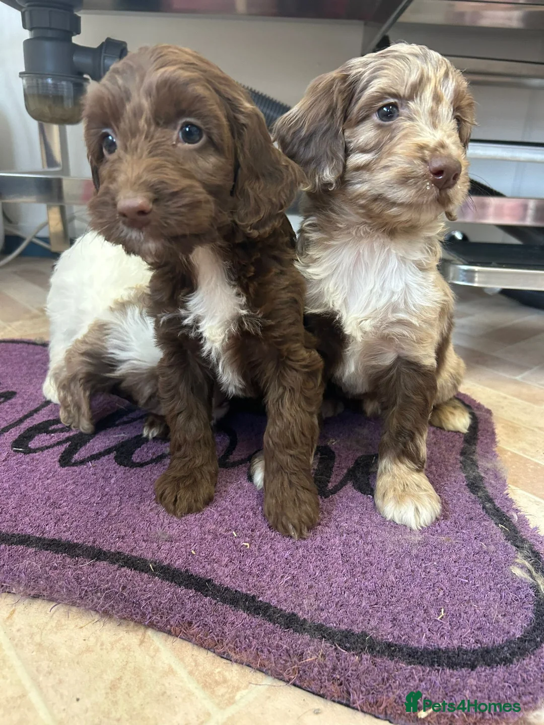 Cockapoo dogs for sale: Cockapoo puppies  - Advert 17