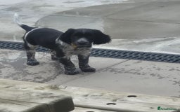 Sprocker dogs for sale: Sprocker - Image 1