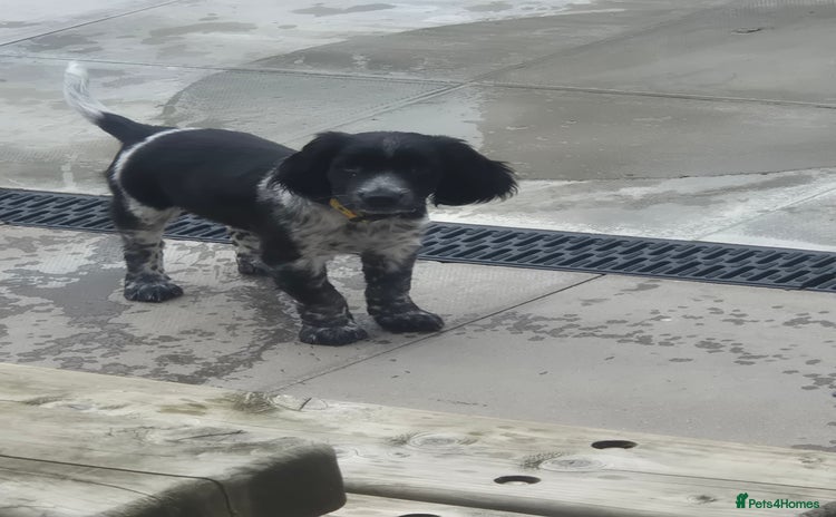 Sprocker dogs - Advert 7