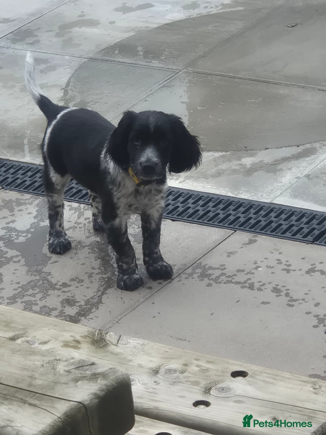Sprocker dogs for sale: Sprocker - Image 1