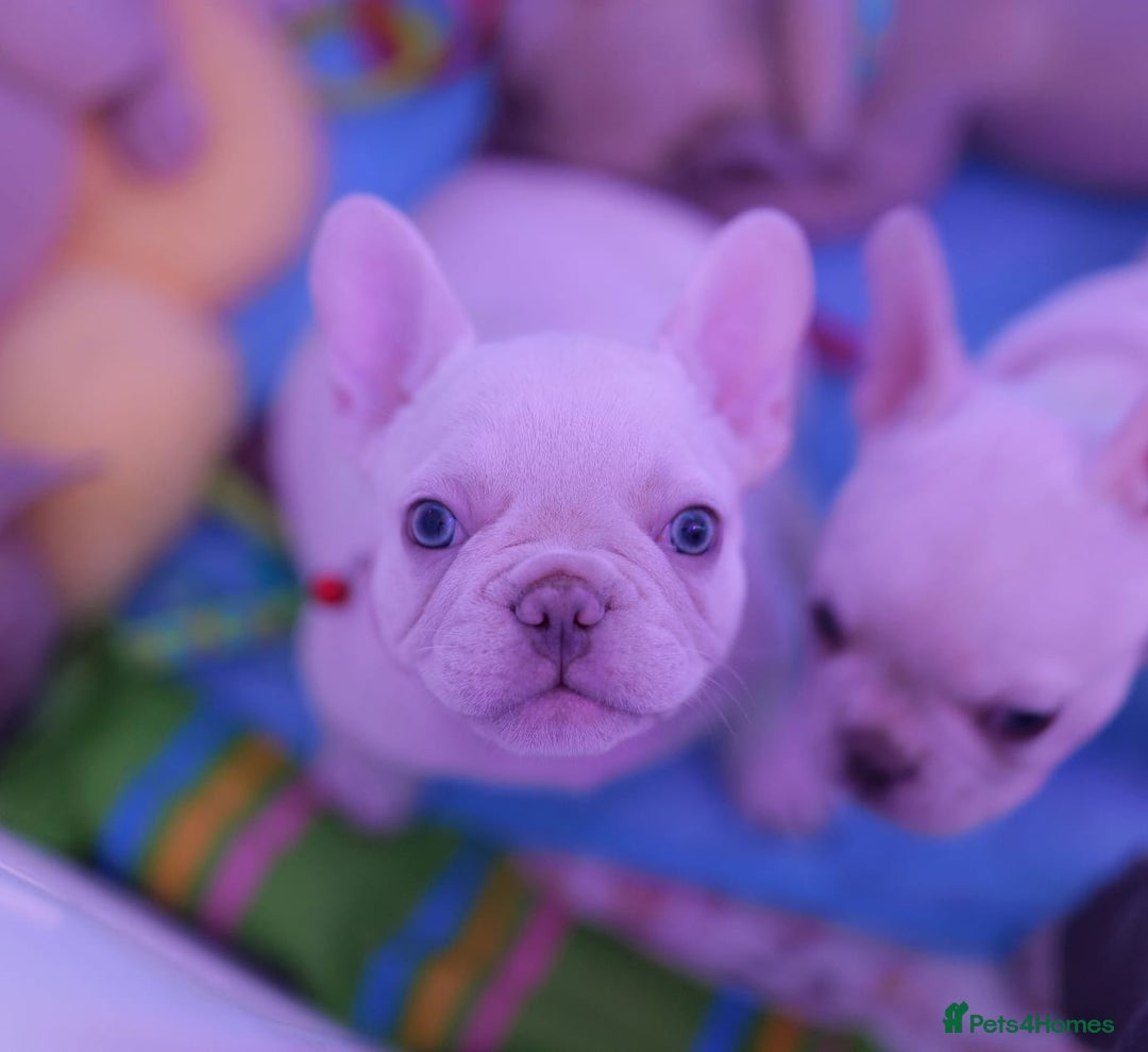 French Bulldog dogs for sale: KC French Bulldog Ready Now ! - Image 27