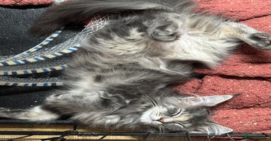 Maine Coon cats - Advert 15