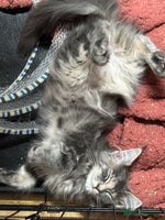 Maine Coon cats - Advert 3