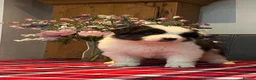 Australian Shepherd dogs for sale: STUNNING AUSTRALIAN SHEPHERD PUPPIES  - Advert 9