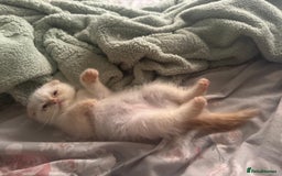 Himalayan cats for sale: 3 kittens Himalayan x Scottish fold Ready now - Image 34