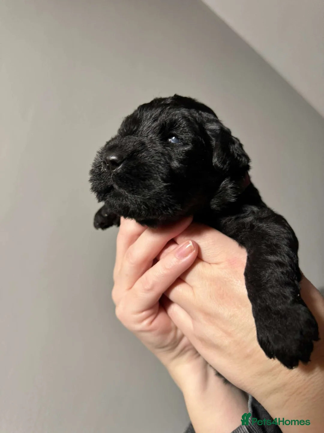 Kerry Blue Terrier dogs for sale: KC REGISTERED KERRY BLUE PUPS  in Whitchurch - Advert 4
