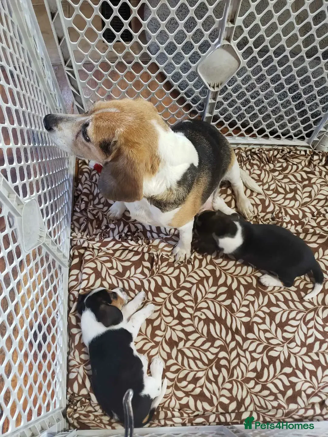Beagle dogs for sale: THREE Beagle LEFT - Image 6