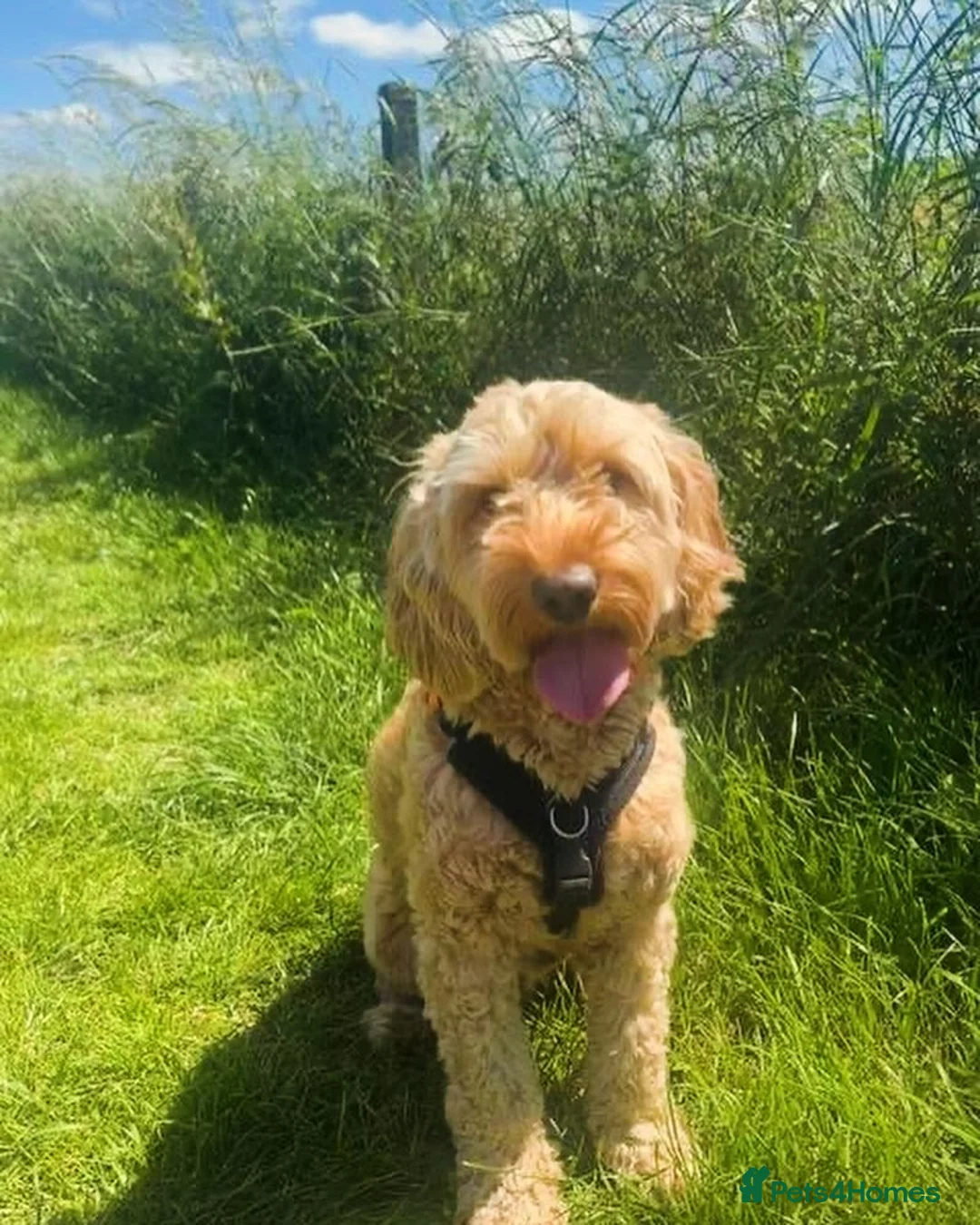 Gallery Image {{count}}